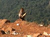 Monkey on mountain edge • <a style="font-size:0.8em;" href="http://www.flickr.com/photos/7877146@N06/8598511955/" target="_blank">View on Flickr</a>