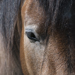 Connemara Pony <a style="margin-left:10px; font-size:0.8em;" href="http://www.flickr.com/photos/89335711@N00/8595570861/" target="_blank">@flickr</a>