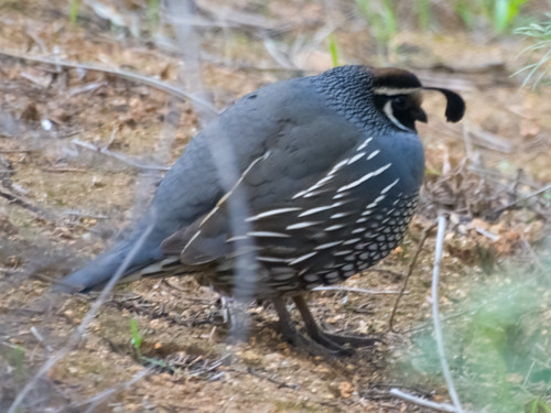 California Quail • <a style="font-size:0.8em;" href="http://www.flickr.com/photos/59465790@N04/8459512800/" target="_blank">View on Flickr</a>