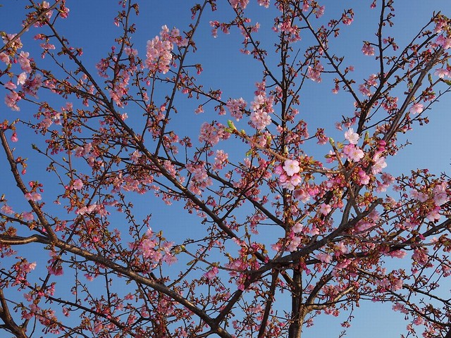 寒緋桜も咲いています。２､３日暖かい日が...