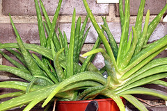 Aloe vera growing in a pot