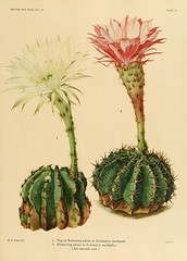 Anglų lietuvių žodynas. Žodis easter cactus reiškia velykų kaktusas lietuviškai.