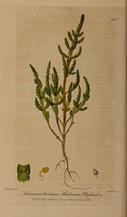 Anglų lietuvių žodynas. Žodis glasswort reiškia n bot. smiltyninė druskė lietuviškai.