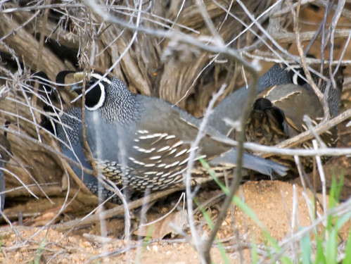 California Quail • <a style="font-size:0.8em;" href="http://www.flickr.com/photos/59465790@N04/8458403037/" target="_blank">View on Flickr</a>