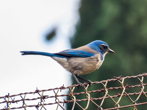 California Scrub-Jay • <a style="font-size:0.8em;" href="http://www.flickr.com/photos/59465790@N04/8460545390/" target="_blank">View on Flickr</a>