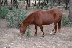 Brown horse eating