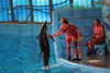 San Antonio Water World - Dolphin Standing Straight Out Of Water • <a style="font-size:0.8em;" href="http://www.flickr.com/photos/7877146@N06/8581406438/" target="_blank">View on Flickr</a>