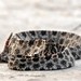 Pigmy rattlesnake in the Avon Park Air Force Range in the Phase IVA restoration area