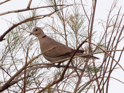 Eurasian Collared Dove • <a style="font-size:0.8em;" href="http://www.flickr.com/photos/59465790@N04/8611933167/" target="_blank">View on Flickr</a>