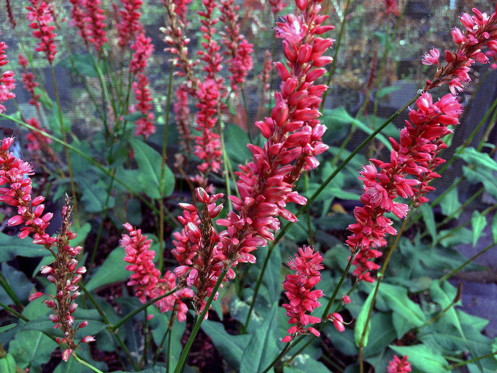 Persicaria amplexicaulis 'Orange Field'