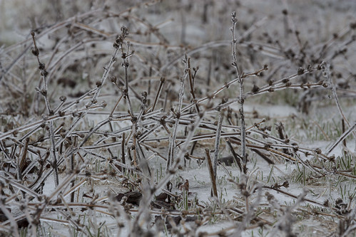 Frozen Grass • <a style="font-size:0.8em;" href="http://www.flickr.com/photos/65051383@N05/8643284960/" target="_blank">View on Flickr</a>