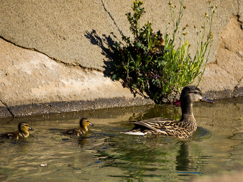 Mallard Family • <a style="font-size:0.8em;" href="http://www.flickr.com/photos/59465790@N04/8708539332/" target="_blank">View on Flickr</a>