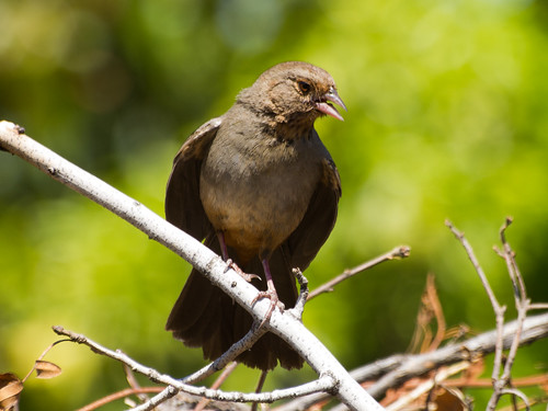 California Towhee • <a style="font-size:0.8em;" href="http://www.flickr.com/photos/59465790@N04/8671333540/" target="_blank">View on Flickr</a>