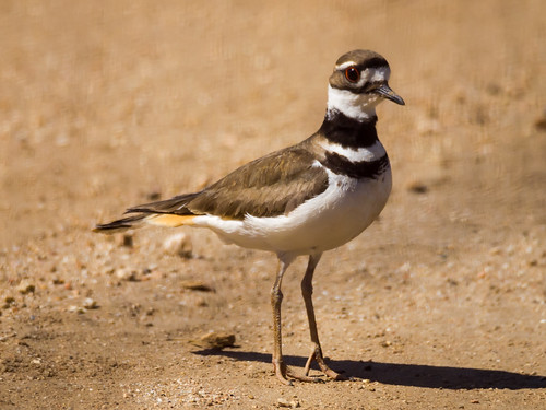 Killdeer • <a style="font-size:0.8em;" href="http://www.flickr.com/photos/59465790@N04/8708545710/" target="_blank">View on Flickr</a>