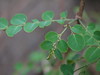 Breynia retusa (Dennst.) Alston