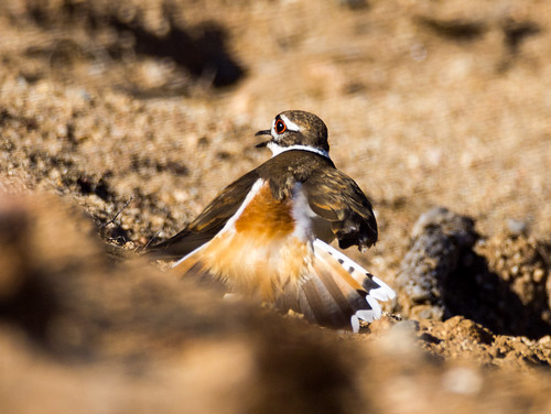Killdeer • <a style="font-size:0.8em;" href="http://www.flickr.com/photos/59465790@N04/8708547762/" target="_blank">View on Flickr</a>