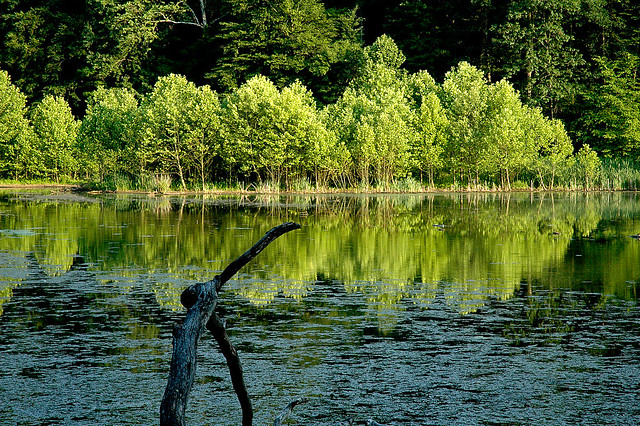 Griffy Lake Nature Preserve - June 2005