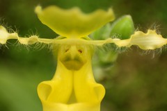 Paphiopedilum primulinum Orchid