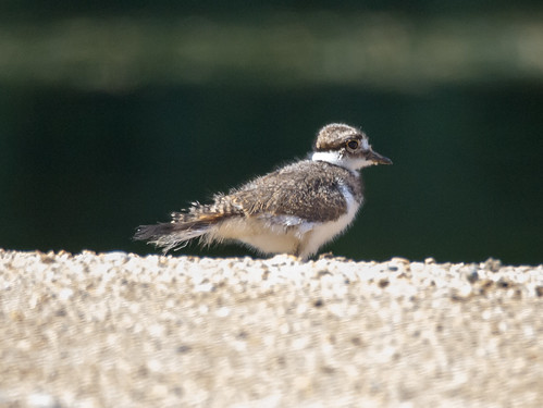 Killdeer Chick • <a style="font-size:0.8em;" href="http://www.flickr.com/photos/59465790@N04/8708547328/" target="_blank">View on Flickr</a>