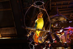 Walt Disney's Enchanted Tiki Room • <a style="font-size:0.8em;" href="http://www.flickr.com/photos/28558260@N04/29225060755/" target="_blank">View on Flickr</a>