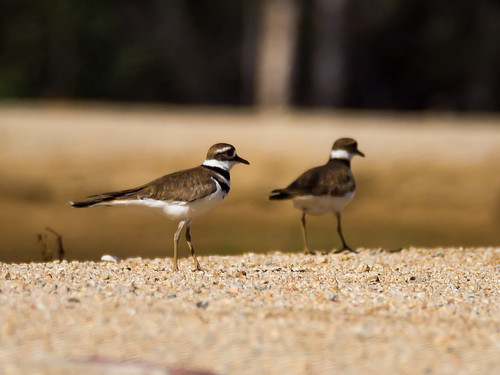 Killdeer • <a style="font-size:0.8em;" href="http://www.flickr.com/photos/59465790@N04/8707425531/" target="_blank">View on Flickr</a>