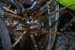 Aranha (Classe Arachnida, Ordem Aranae) 3