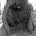 Hollowed Tree • <a style="font-size:0.8em;" href="http://www.flickr.com/photos/29675049@N05/7742342906/" target="_blank">View on Flickr</a>
