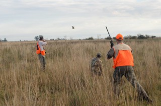 Argentina Mixed Bag Bird Hunting 40