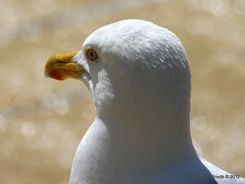 Seagull Profile