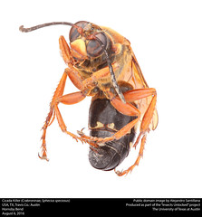 Anglų lietuvių žodynas. Žodis cicada killer reiškia cikada žudikas lietuviškai.