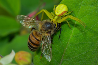 Goldenrod Crab Spider with a Western Honey Bee