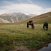 Horses • <a style="font-size:0.8em;" href="https://www.flickr.com/photos/40181681@N02/7847722286/" target="_blank">View on Flickr</a>