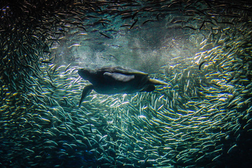 Shoal of Sardines and a Sea turtle