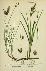 Anglų lietuvių žodynas. Žodis carex arenaria reiškia \&#34;Carex Arenaria\ lietuviškai.