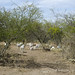 Un gregge di pecore nel Desierto de la Tatacoa