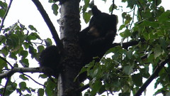 Bear Cub in Tree Alaska • <a style="font-size:0.8em;" href="http://www.flickr.com/photos/34335049@N04/7966385490/" target="_blank">View on Flickr</a>
