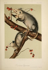 Anglų lietuvių žodynas. Žodis common opossum reiškia bendras opossum lietuviškai.