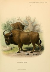 Anglų lietuvių žodynas. Žodis bison bonasus reiškia <li>bison bonasus</li> lietuviškai.