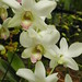 Orchidee num 1