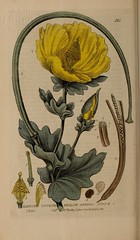 Anglų lietuvių žodynas. Žodis horned poppy reiškia horned aguonų lietuviškai.