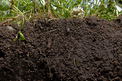 See what healthy soil looks like