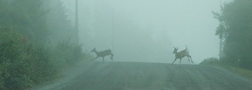Deer crossing