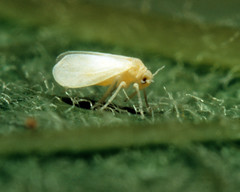Anglų lietuvių žodynas. Žodis sweet-potato whitefly reiškia saldus bulvių whitefly lietuviškai.