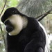 Colobus monkey at Amora Gedel Park, Hawassa (1)