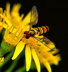 Colourful Wings