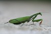 Praying mantis #1