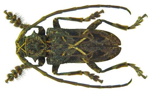 Phrynetopsis fuscicornis Chevrolat, 1856