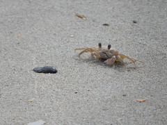 Anglų lietuvių žodynas. Žodis crabs reiškia krabai lietuviškai.