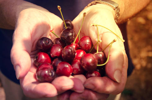 Cherry picking by Igal Kleiner, on Flickr