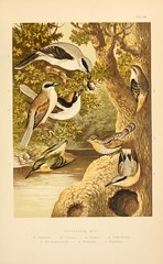 Anglų lietuvių žodynas. Žodis eurasian kingfisher reiškia eurazijos tulžys lietuviškai.